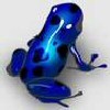 Azureus